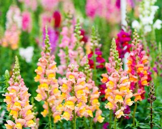 Tall and colourful snapdragons in a summer garden