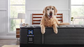 A golden retriever dog sits with its paws over the edge of a Sealy Posturepedic mattress