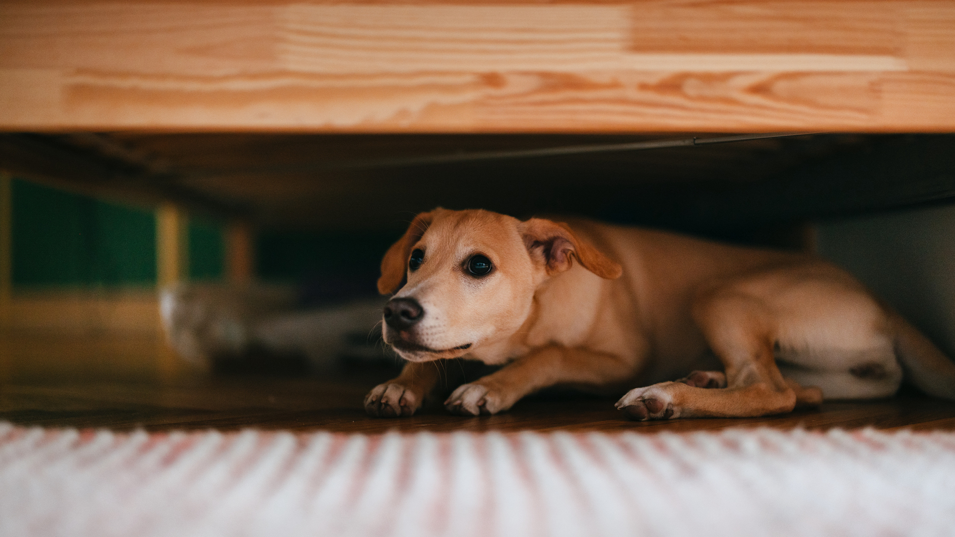 Dog hiding under bed