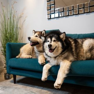 pet friendly sofa and potted plant