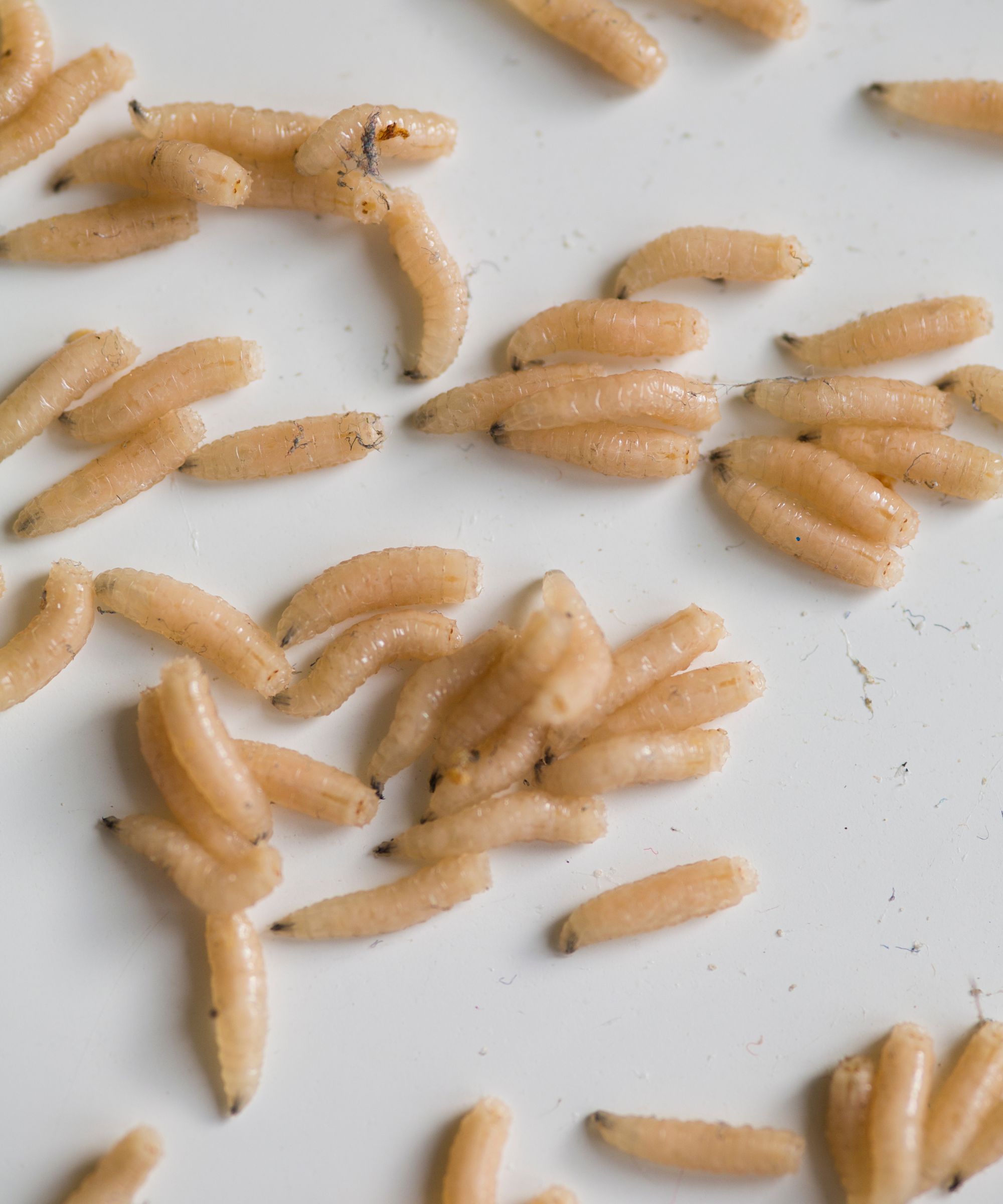 How to get rid of maggots in the house – 5 simple steps | Homes & Gardens