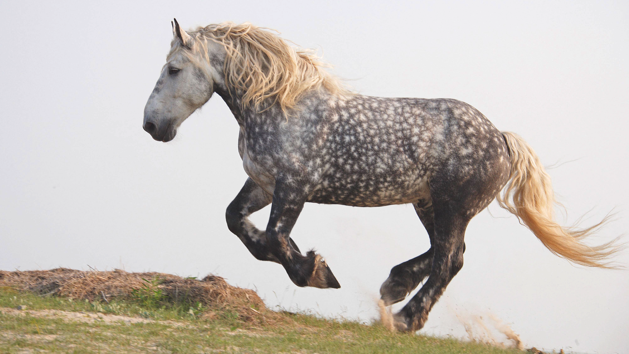 Dapple grey Percheron cantering in a field