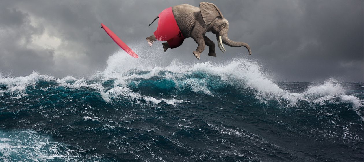 A surfing elephant.