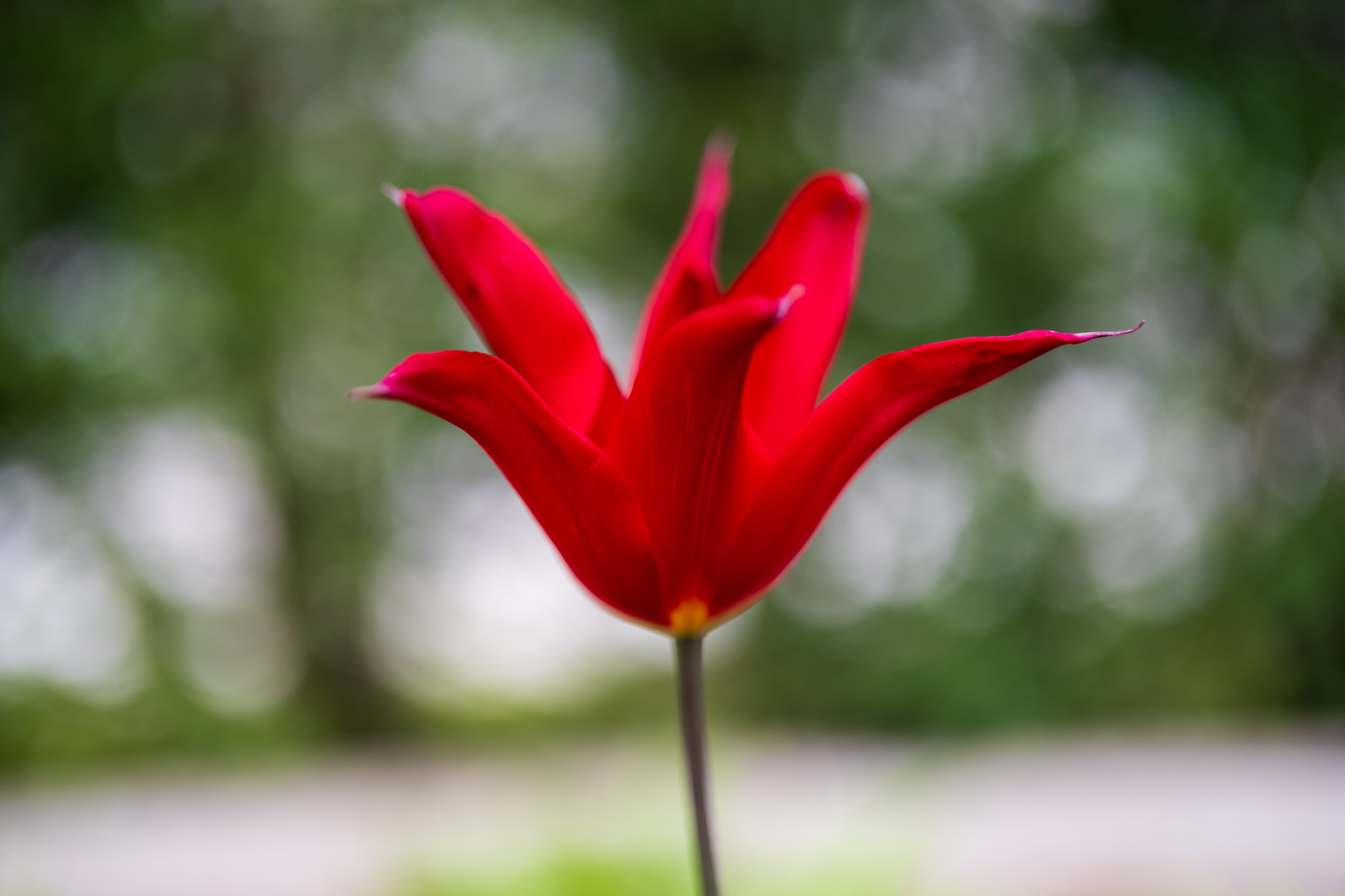 Viltrox AF 55mm f/1.8 Evo sample image