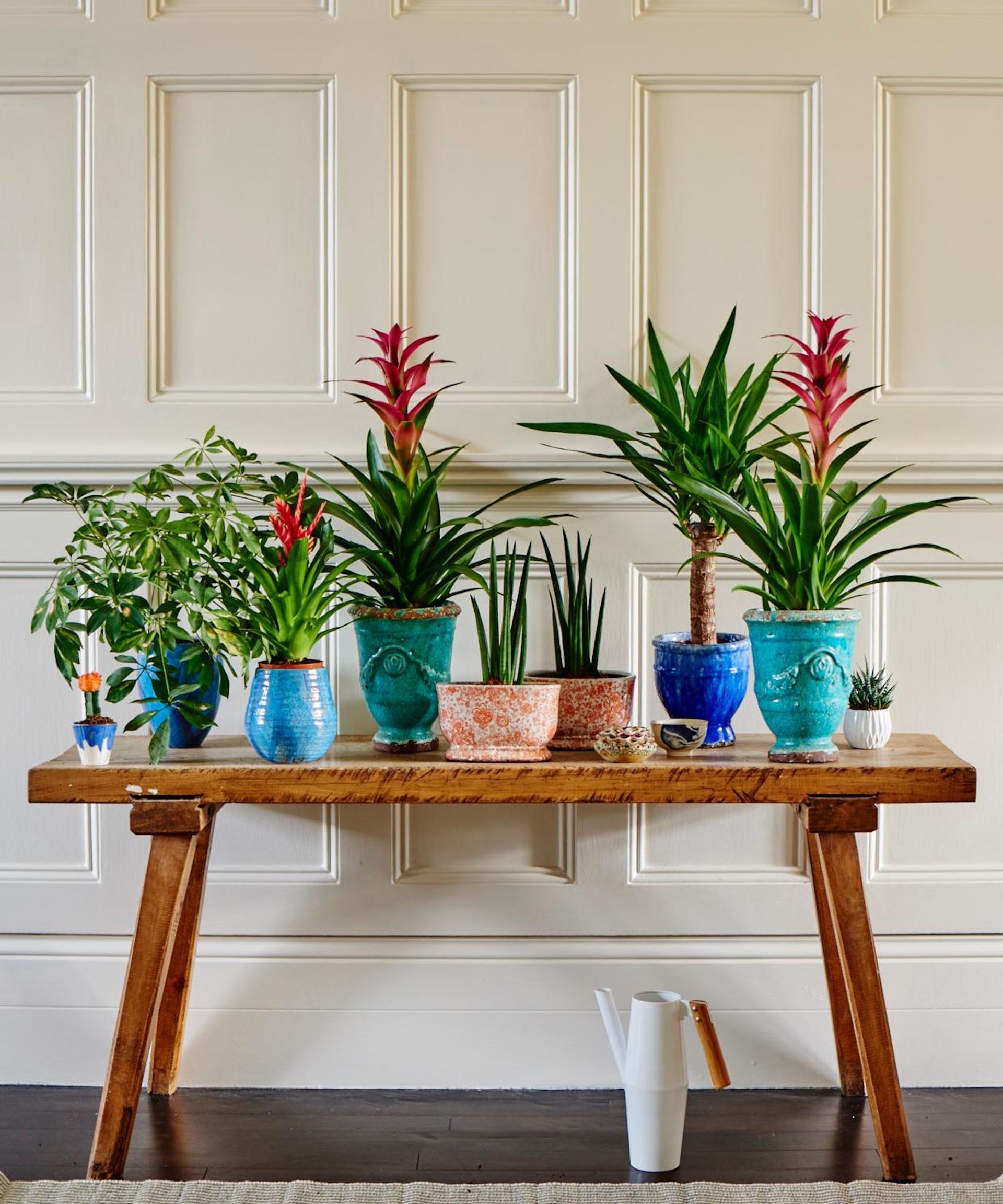 Table full of houseplants, including bromeliads