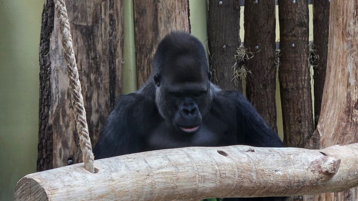 A selection of photos of animals taken at Berlin Zoo on the iPhone 16 Pro Max and Samsung Galaxy S25 Ultra