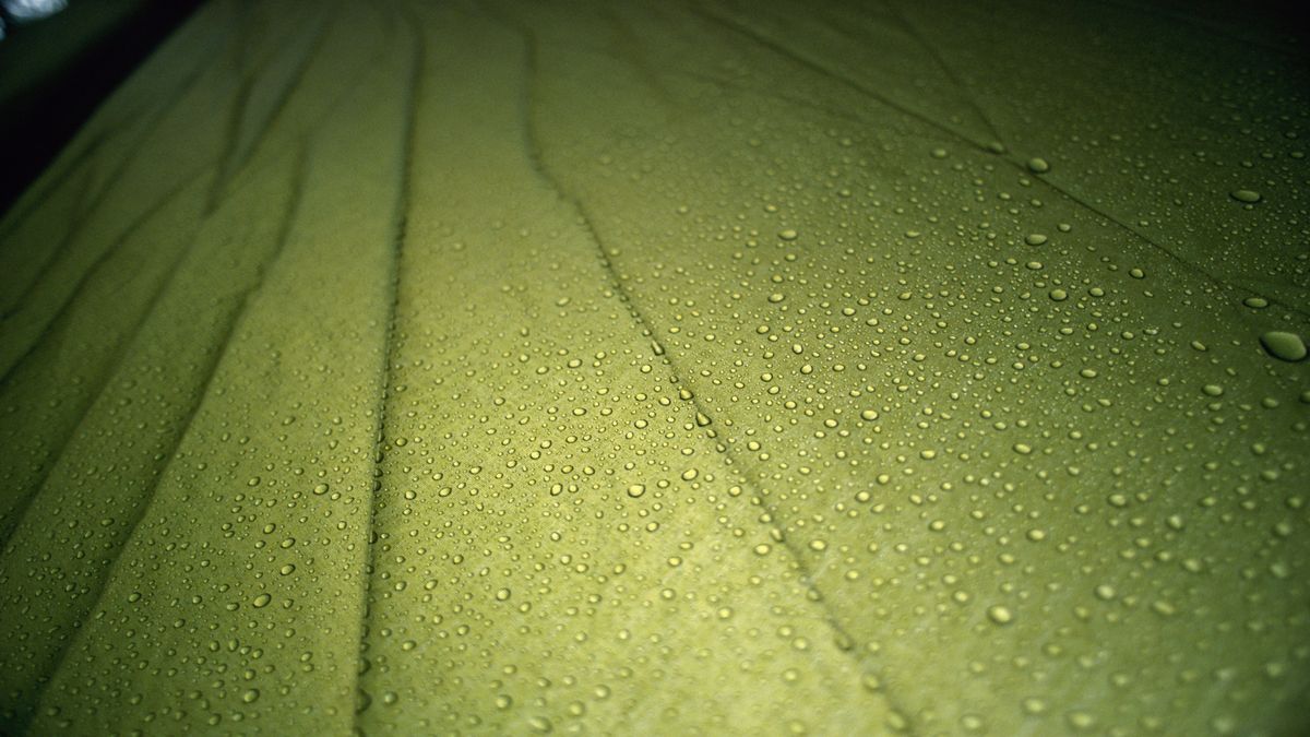 condensation inside a tent