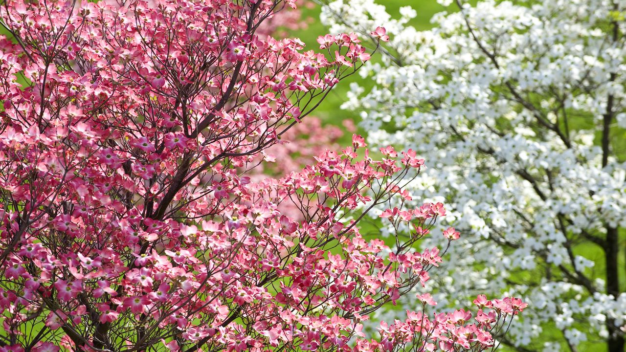 Flowering dogwoods are four-season trees with pink and white bracts in the spring