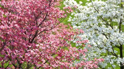 Flowering dogwoods with pink and white bracts