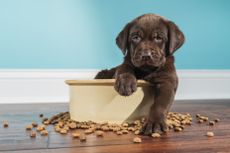 Get pet food delivered from online retailers to make sure you have enough food for your cat or dog during coronavirus isolation