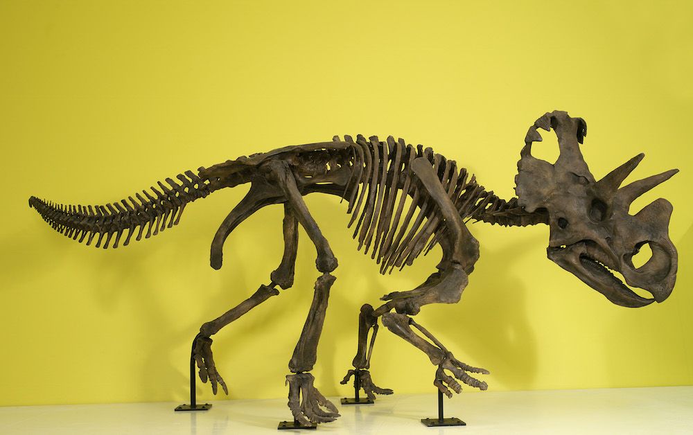 Wendiceratops’ skeleton reconstruction