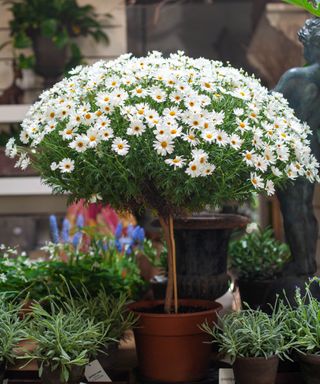 Daisy flower trees