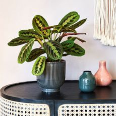 prayer plant in ribbed pot on console table with vases