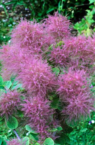 Cotinus coggygria 'Smokey Joe'.