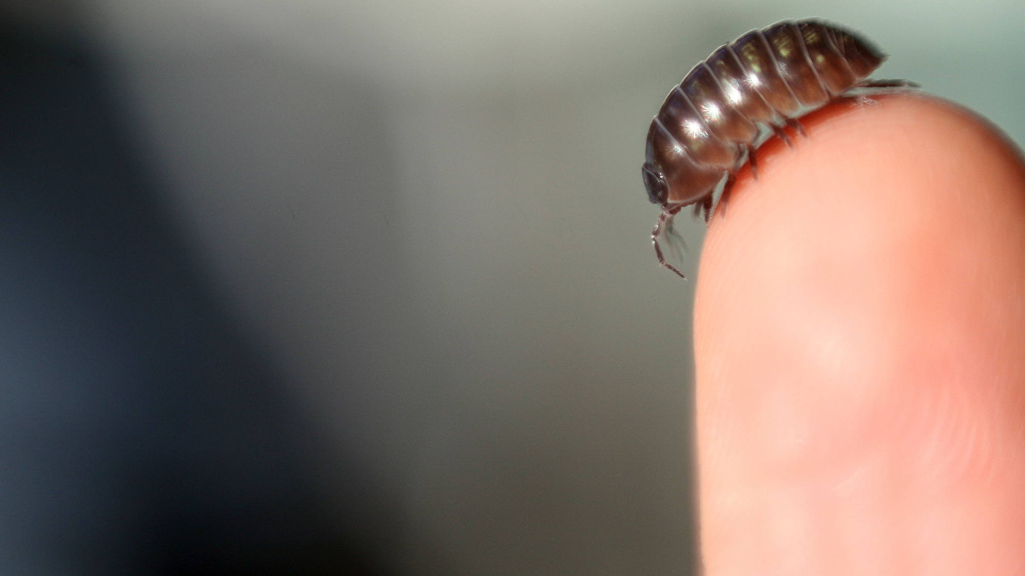 A close up of a brown pill bug on the tip of someone's finger