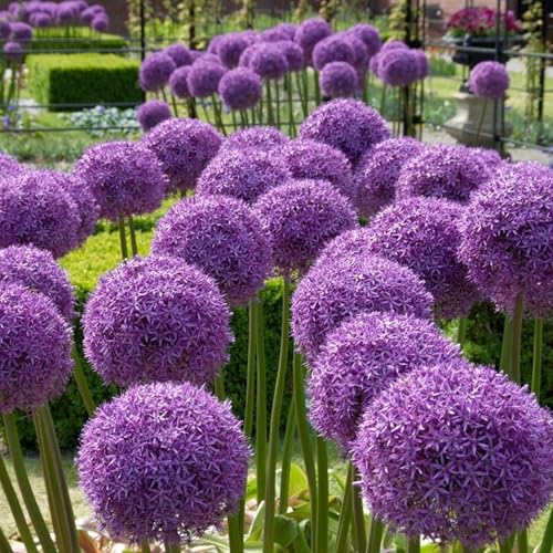 300+ Allium Giganteum Seeds for Planting Perennial Allium Giganteum Seeds Ornamental Onion Rabbit &amp;amp; Deer Resistant Drought Tolerant