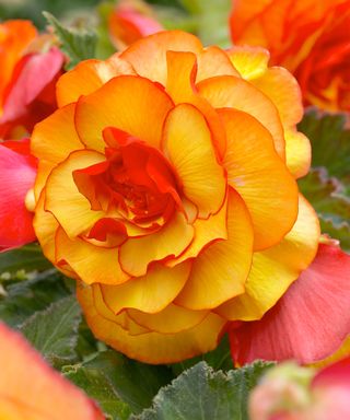 begonia picotee sunburst orange blooms