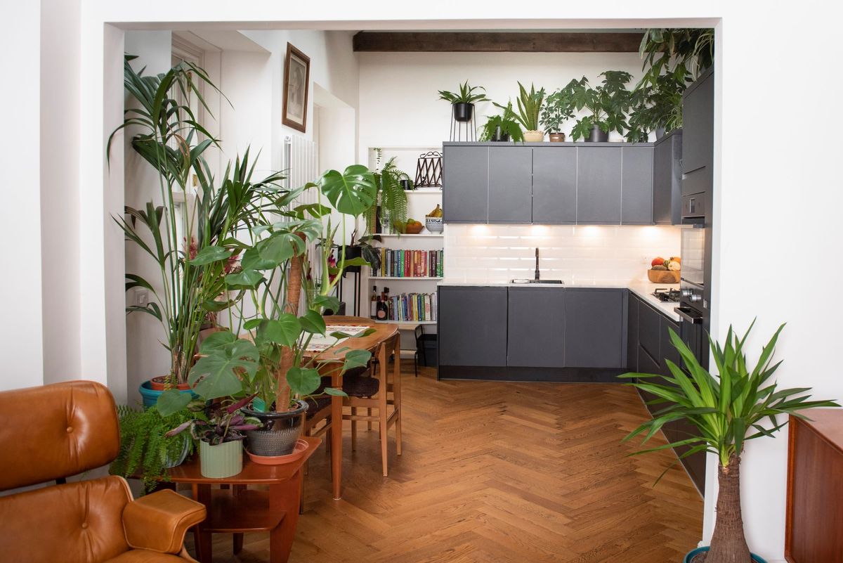 The kitchen is filled with a range of tropical plants with wooden panelled floor and grey cupboards