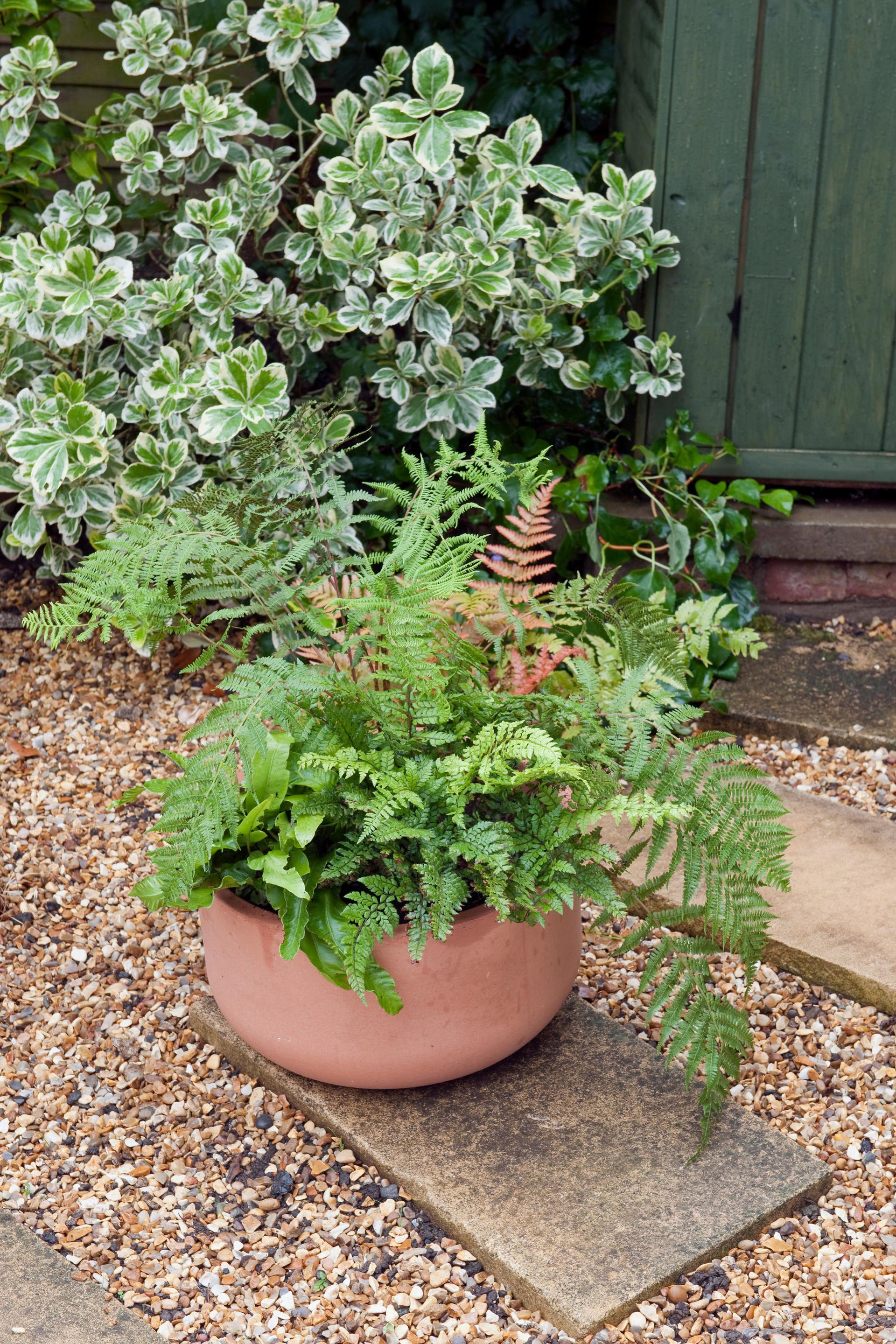 How to grow ferns for low maintenance greenery | Gardeningetc