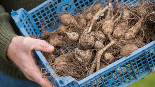 person holding tray of dahlia tubers