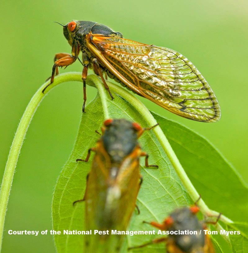 periodical cicadas on leaves