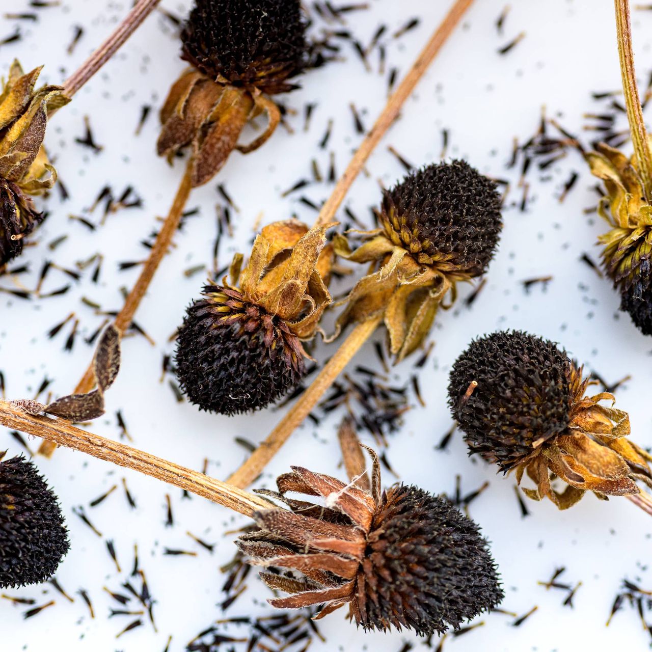 Dried seed heads of rudbeckia flowers
