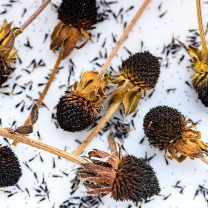 Dried seed heads of rudbeckia flowers