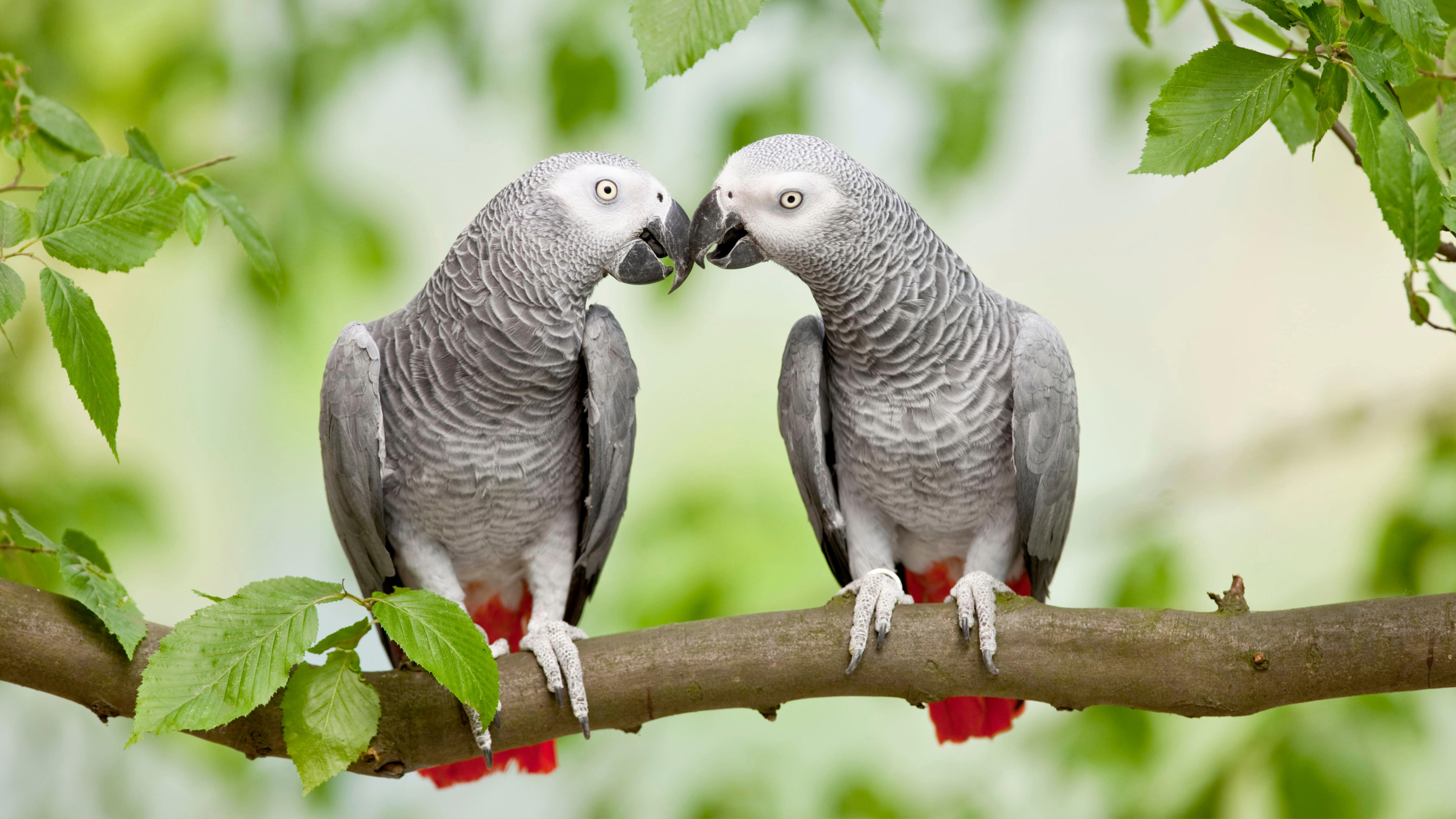 Two African Grey Parrots