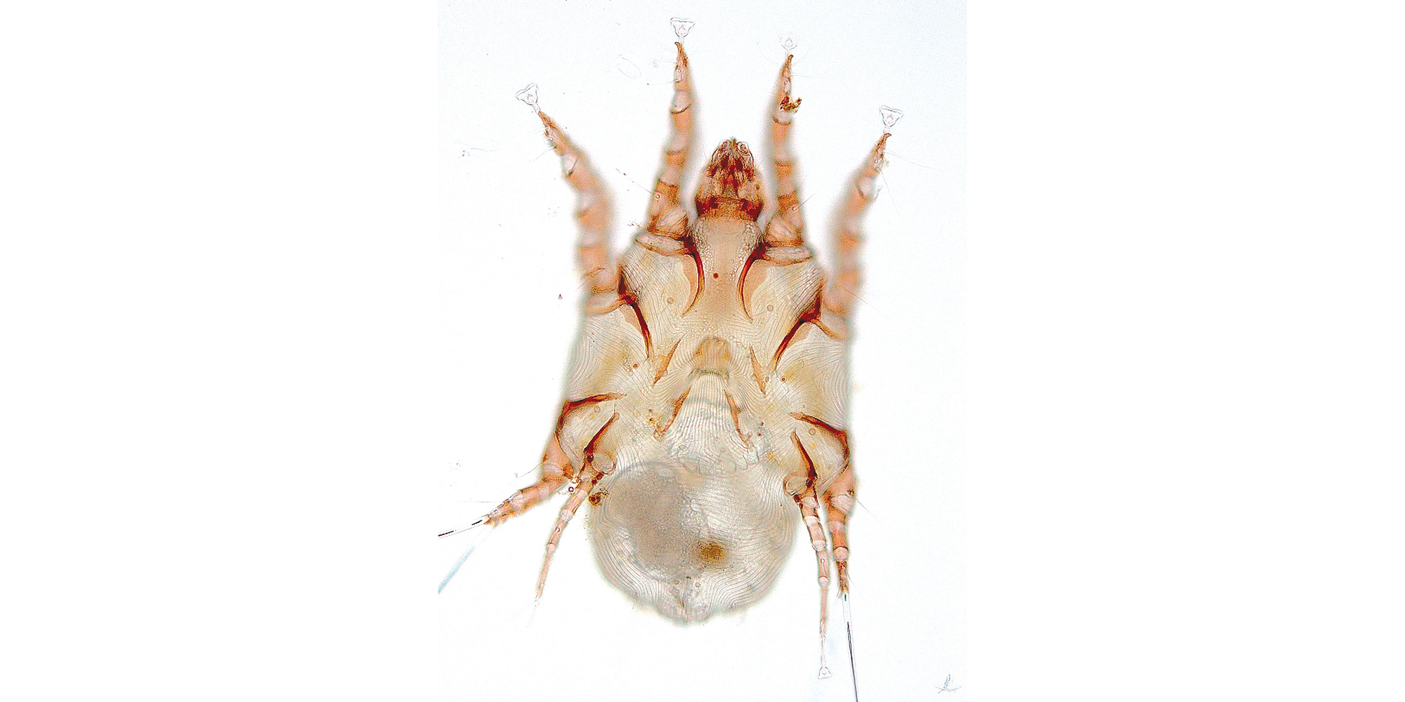 vet_leg_mites_3