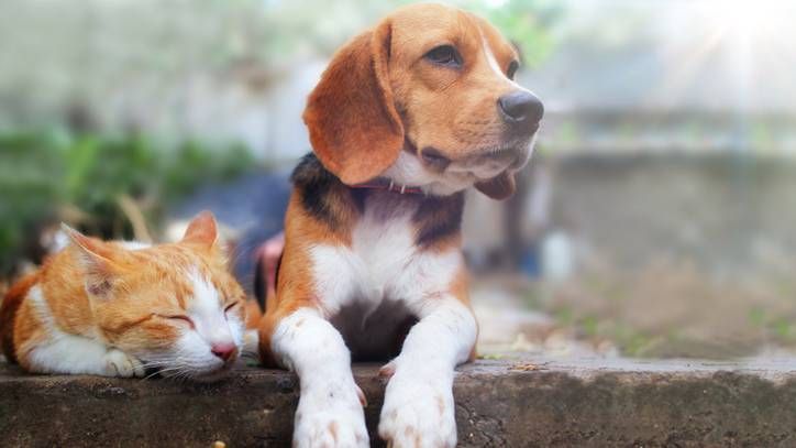 Dogs try to make friends with the cat