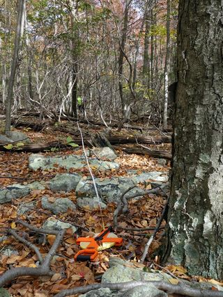 A field site that Kiel Edson and his colleagues studied to determine the extent of invasive species habitat along Maryland trails.