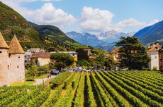 Vineyards, Alto Adige / Sud tirol
