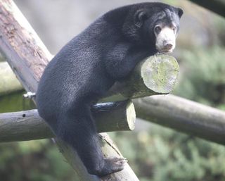 Indera is one year and eight months old. He arrived at Belfast Zoo in September 2011 as part of a global and collaborative breeding programme.