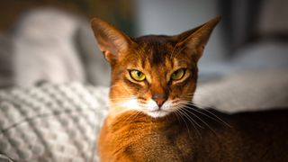 Abyssinian cat sitting on the bed