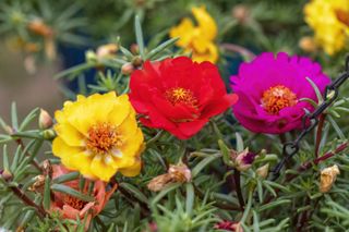 Portulaca Flowers