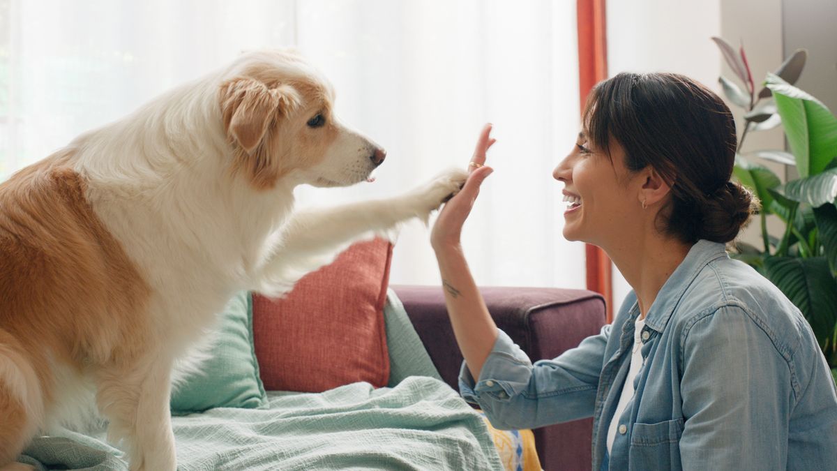 Want a happy and obedient dog? Expert reveals the one training method ...