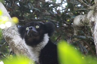 Most members of an indri family group will sync their song to the chorus — but young males sing to be noticed.