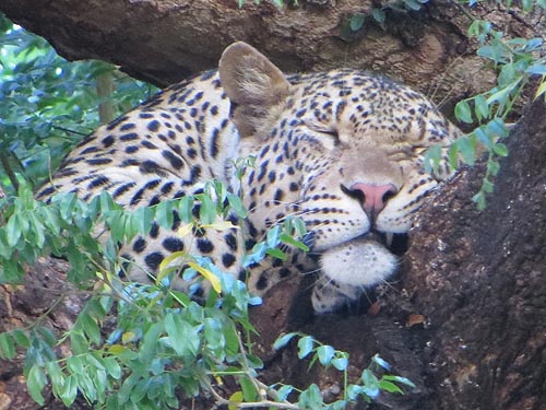 leopard.jpeg