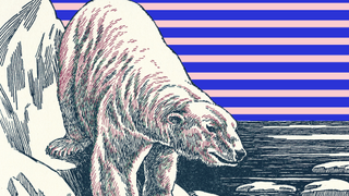 Walrus, Line art, Illustration, Organism, Marine mammal, Printmaking, Adaptation, Drawing, Art, Coloring book,