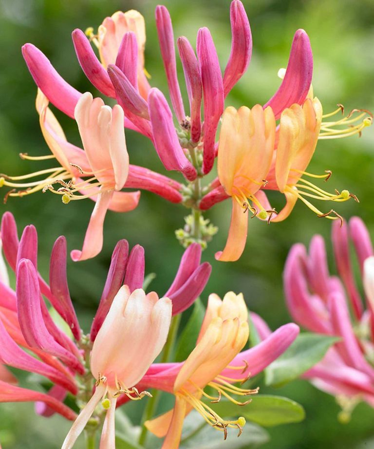 Types Of Honeysuckle 10 Beautiful Varieties For Your Garden Gardeningetc