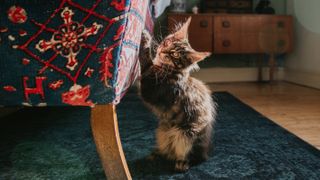 Kitten scratching couch