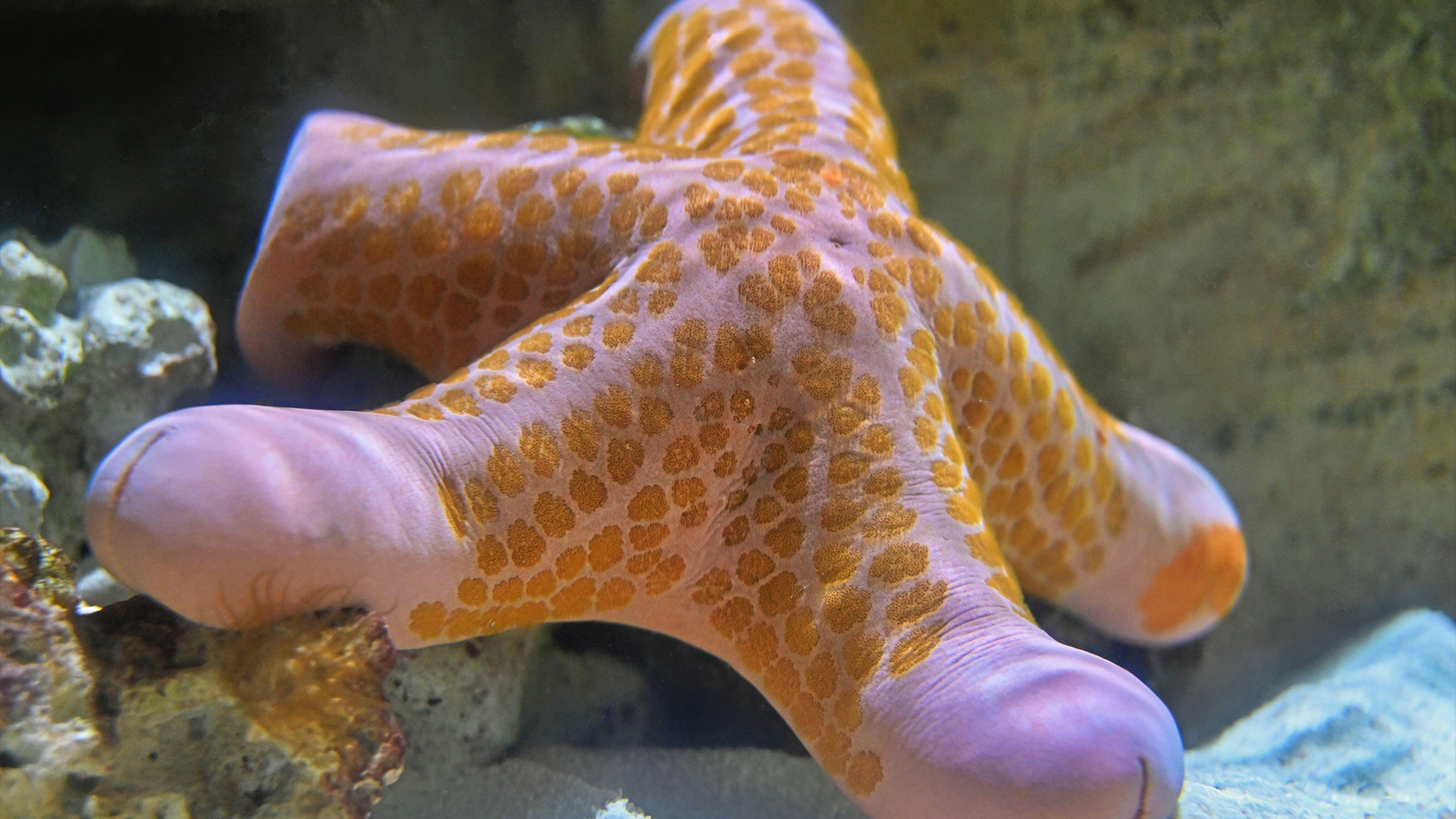 Granulated Sea Star on a Rock and Sand.