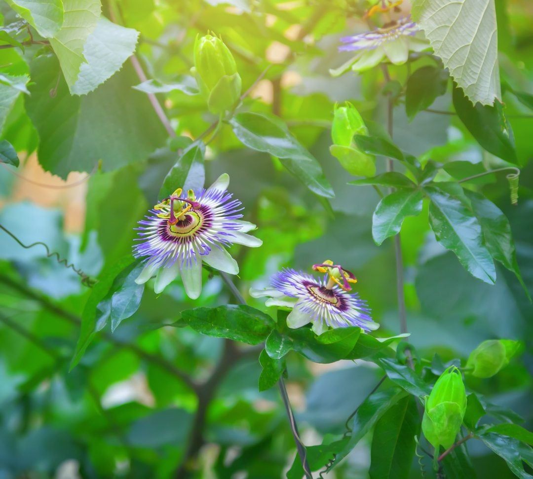 Purple Passion Flowers