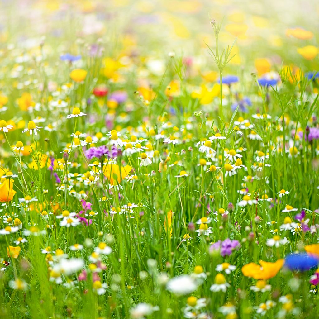 When to plant wildflower seeds: plus, the best methods | Ideal Home