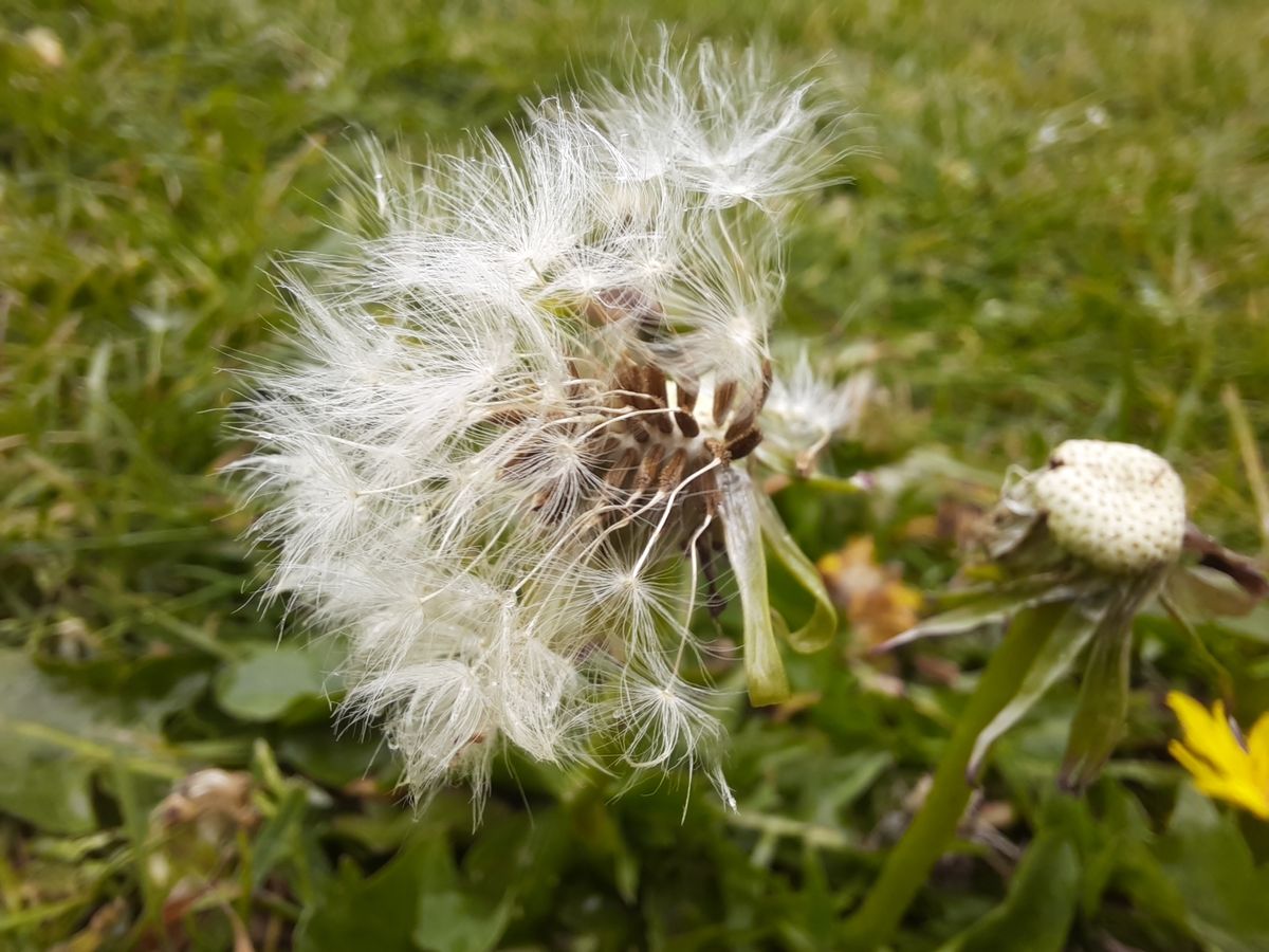 Want to get artsy for Facebook or Insta? Try the macro mode.