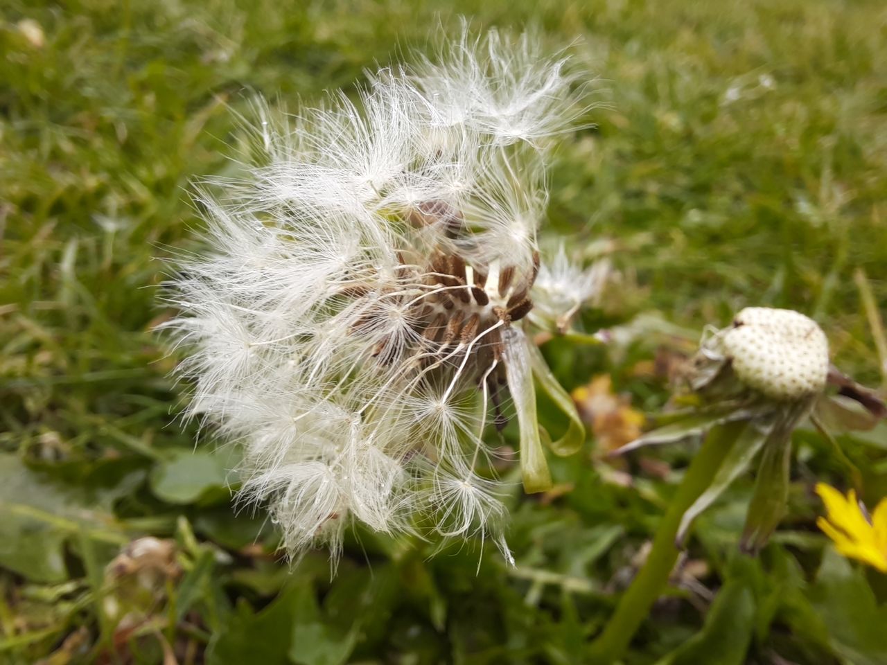 Want to get artsy for Facebook or Insta? Try the macro mode.