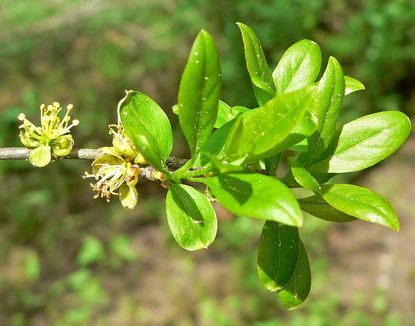 elbow bush