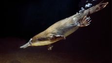 photo of a platypus diving underwater