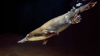 photo of a platypus diving underwater