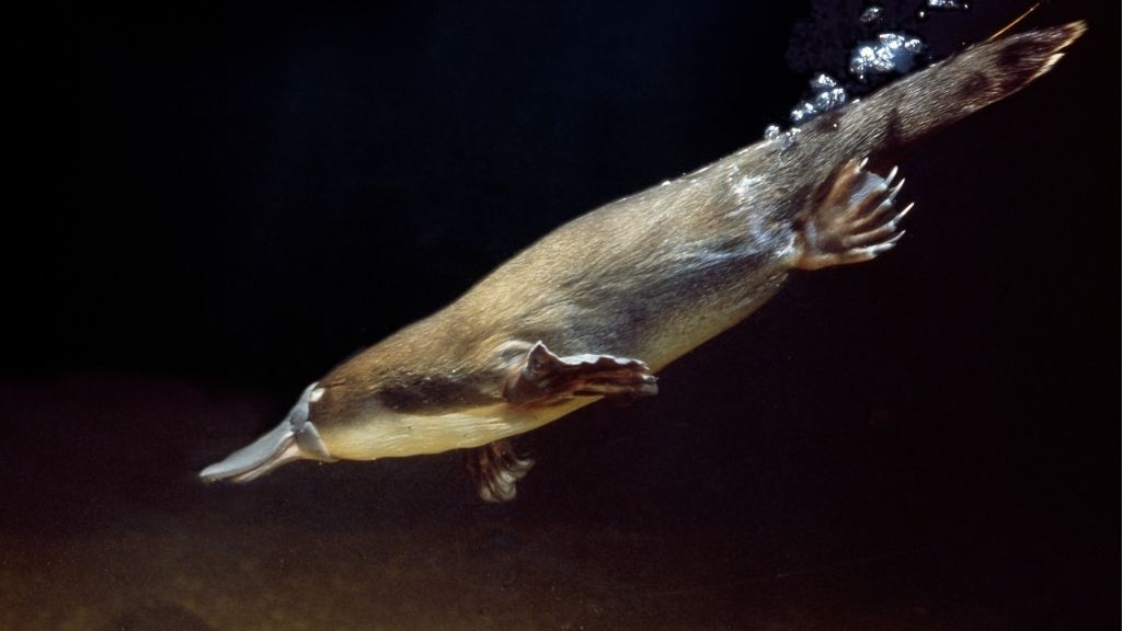 Platypus facts | Live Science